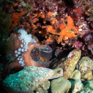 Octopus holletje